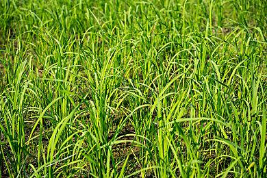 求虐得虐 《绝地潜兵2》开发者计划追加更高难度内容